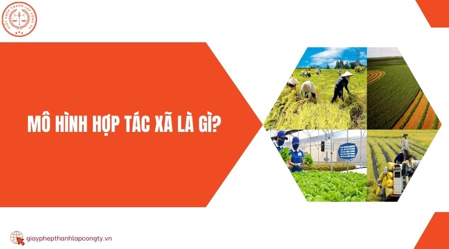 Mô hình hợp tác xã là gì?