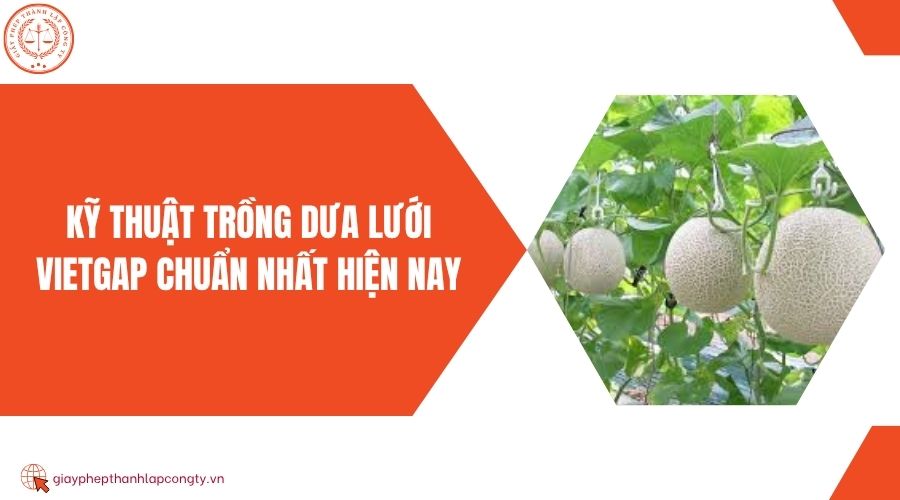 Kỹ thuật trồng dưa lưới VietGAP chuẩn nhất hiện nay