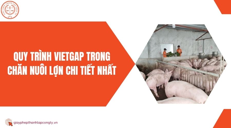 Quy trình VietGAP trong chăn nuôi lợn chi tiết nhất