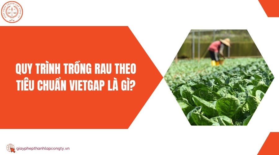 Quy trình trồng rau theo tiêu chuẩn VietGAP là gì?